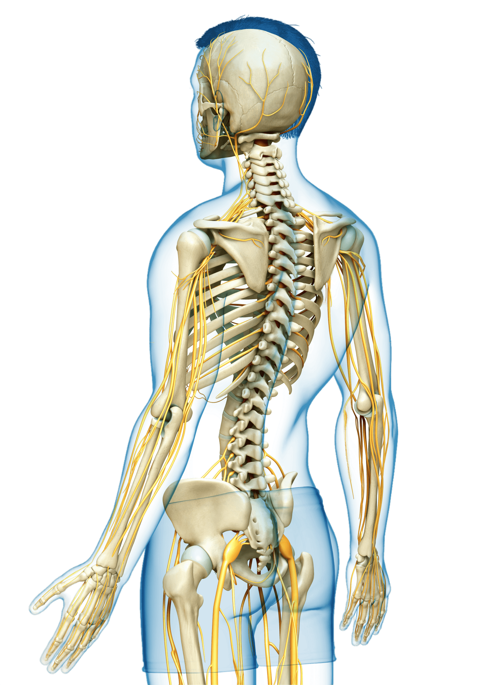 Illustration of a portion of the skeletal system